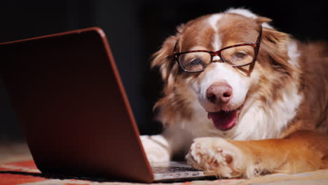 dog looks at laptop screen 03