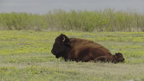 familia de bisontes descansando en una pradera