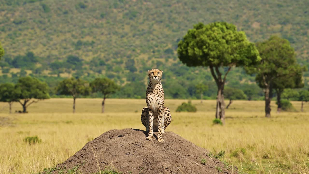 animales de safari de vida silvestre africanos de guepardo en el montículo de termitas cazando y buscando presa en un mirador en áfrica, en masai mara, kenia en masai mara, hermoso retrato en el paisaje de sabana
