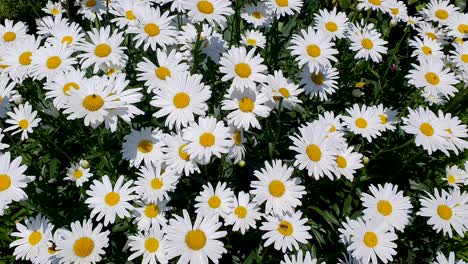 Closeup-field-of-leucanthemum-ircutianum-flowers-with-bees-pollinating