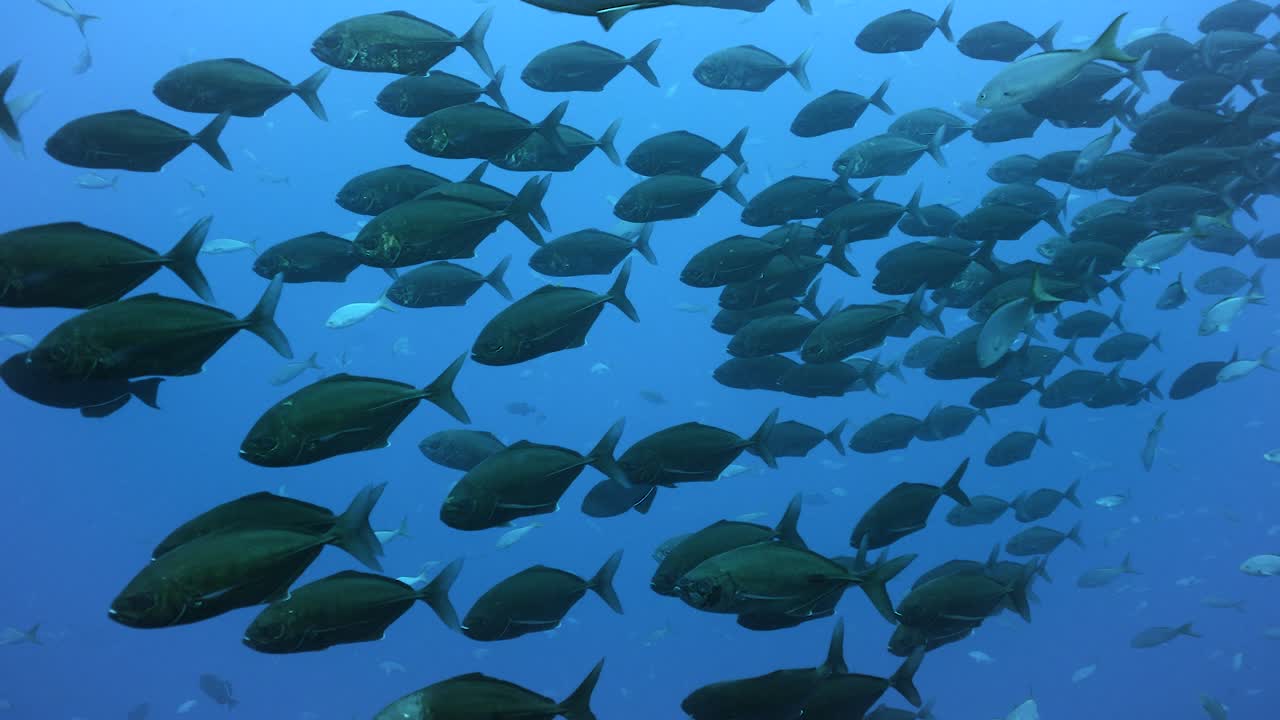 la luz del sol brilla en las escamas plateadas de un denso grupo mixto de peces que nadan en aguas claras.