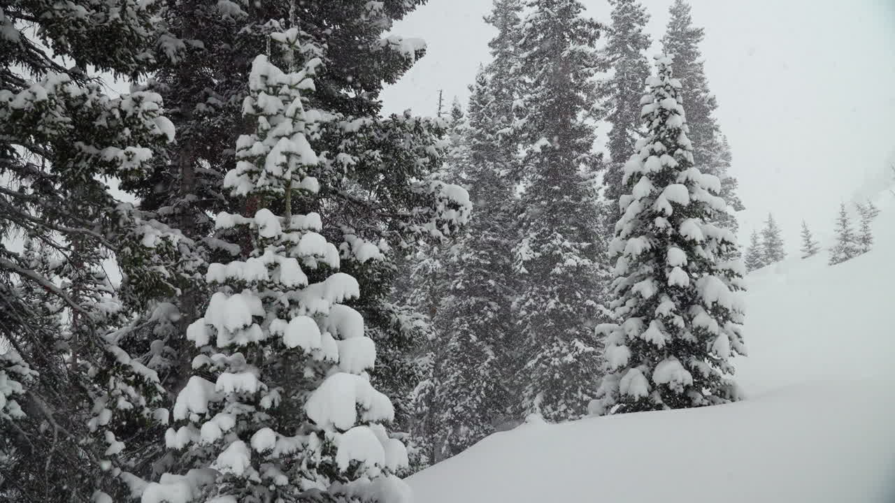 colorado alberi di natale colorado super rallentato neve neve primavera inverno wonderland bufera bianca fuori polvere di neve profonda sul pino foresta nazionale loveland berthoud pass rocciosa montagna scivolo