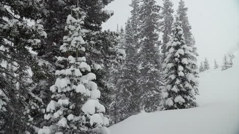 colorado árvores de natal colorado super câmera lenta nevasca neve primavera inverno wonderland nevasca branca em pó de neve profunda no pinheiro floresta nacional loveland berthoud passar montanha rochosa deslizamento