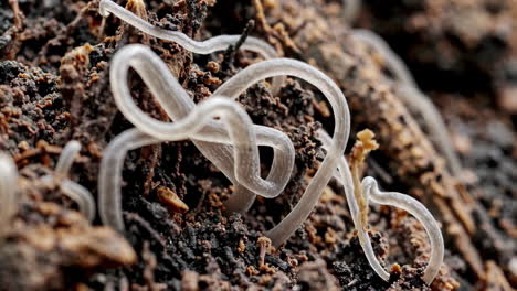 translucent worm-like organisms in soil