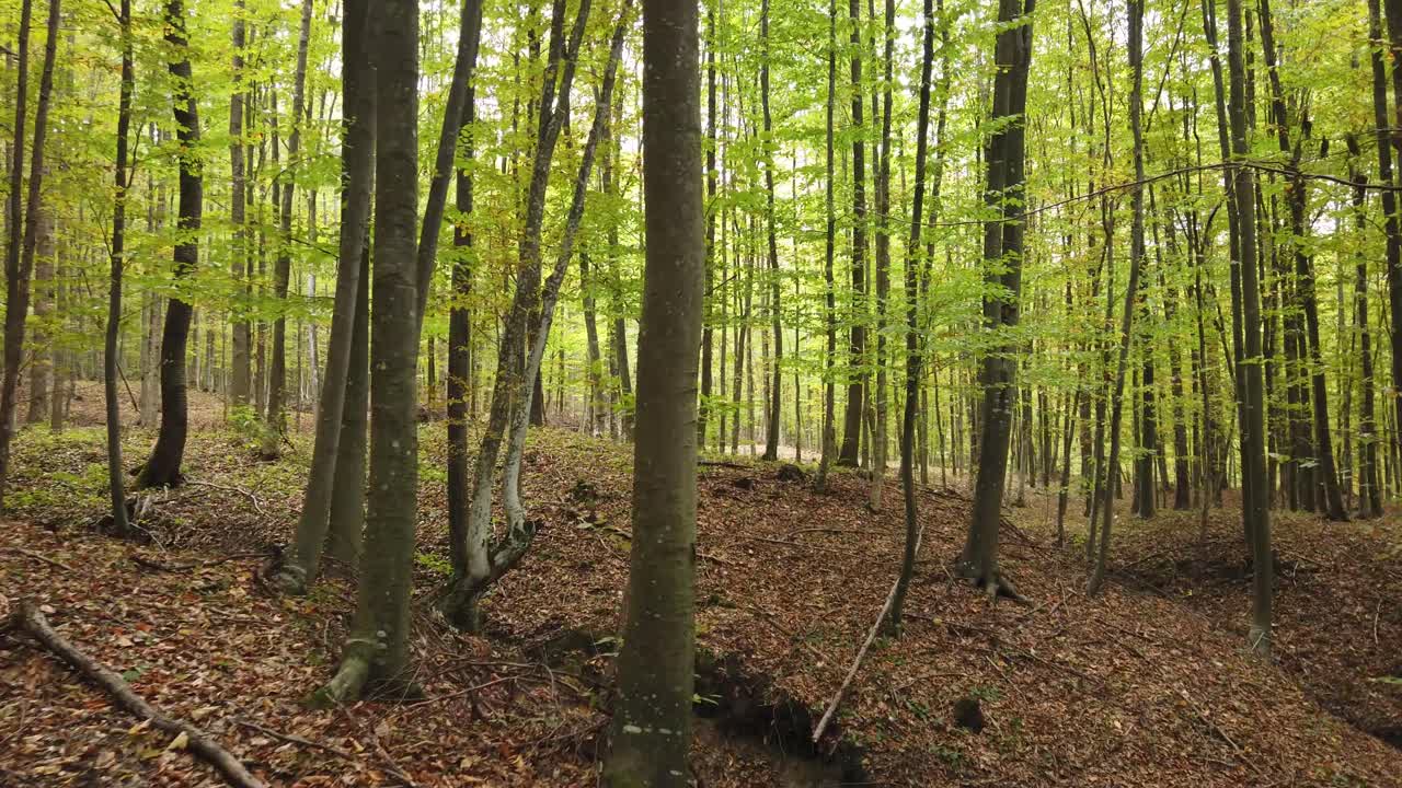 Bella passeggiata nel bosco autunnale, scena rurale in autunno