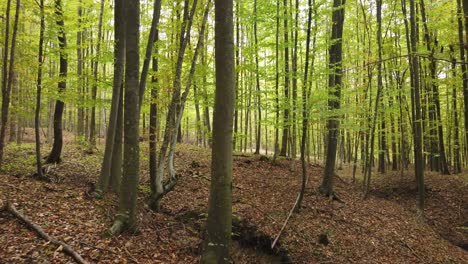 Beautiful-autumn-forest-walk,-rural-scene-on-fall-season