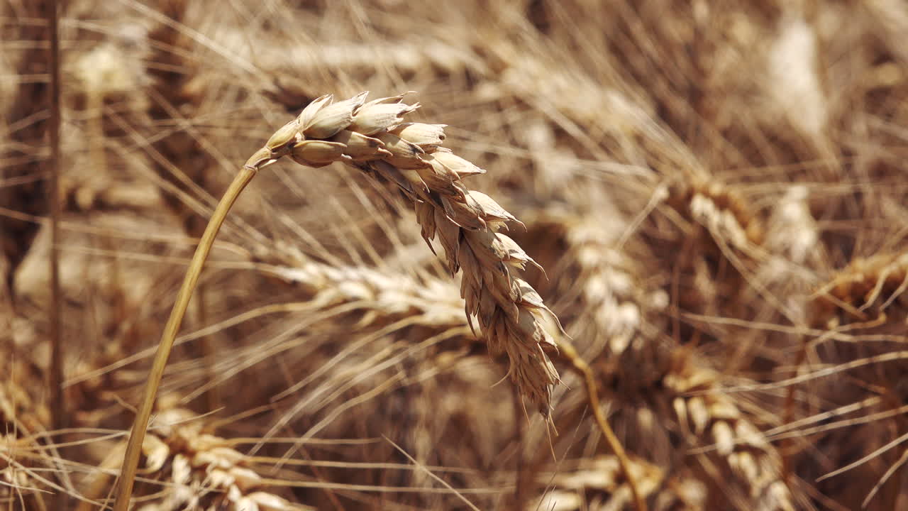 Field of ripe wheat crops in summer, close up of wheat ear
