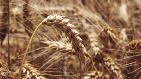 Field-of-ripe-wheat-crops-in-summer,-close-up-of-wheat-ear