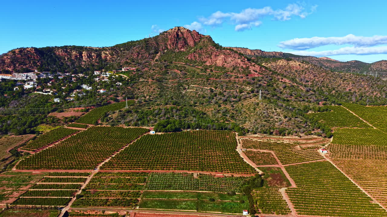 Vinhedos se estendem pela paisagem com um pano de fundo montanhoso, exibindo uma paisagem rural em um dia de tempo claro.