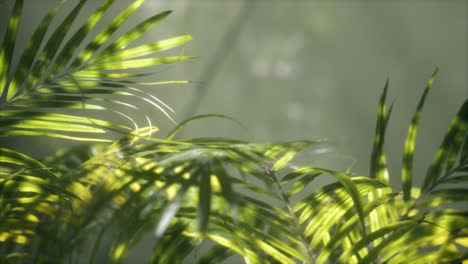 bright-light-shining-through-the-humid-misty-fog-and-jungle-leaves