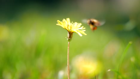 la abeja de la miel recogiendo el polvo de la flor en el diente de león