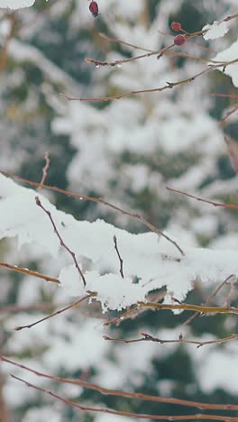 brown tree branches with thick melting snow layer against green fir tree on early spring day extreme closeup slow motion