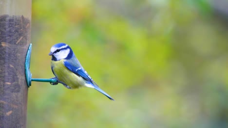 HD-Aufnahmen-In-Superzeitlupe-Eines-Vogels,-Der-Zu-Einem-Vogelhäuschen-Fliegt-Und-Samen-Frisst