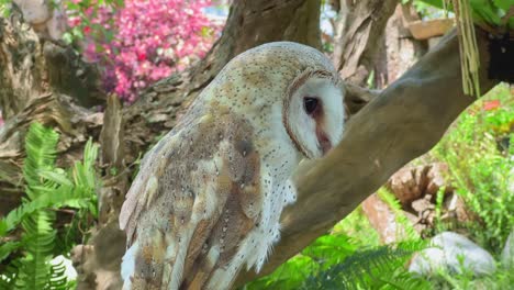 white owls perched in trees during the day. close up shot of barn owl, adult tyto alba against blue sky and tree branch.
