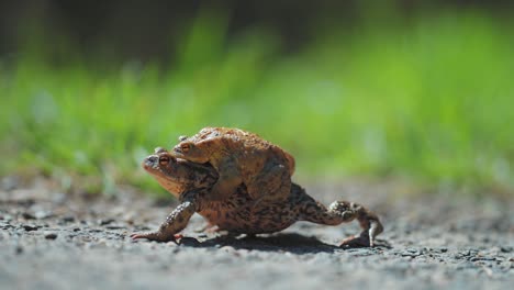 a bigger female toad carries a male toad during the mating season in spring