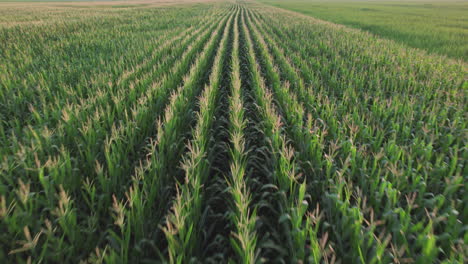 aerial dolly forward over corn field