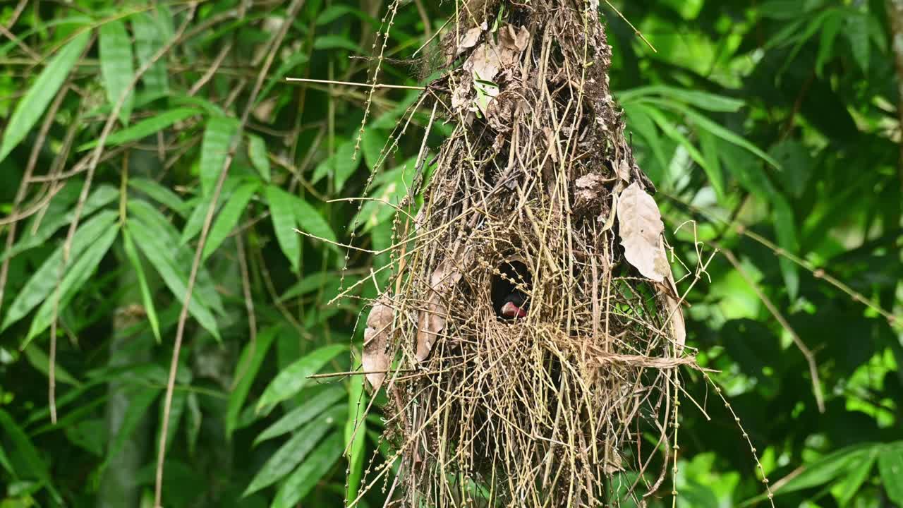 A nest with a bird inside tending its nestling as it swings around with some gentle wind