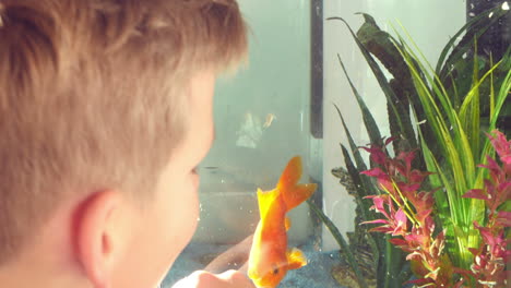 boy looking at pet fish in aquarium