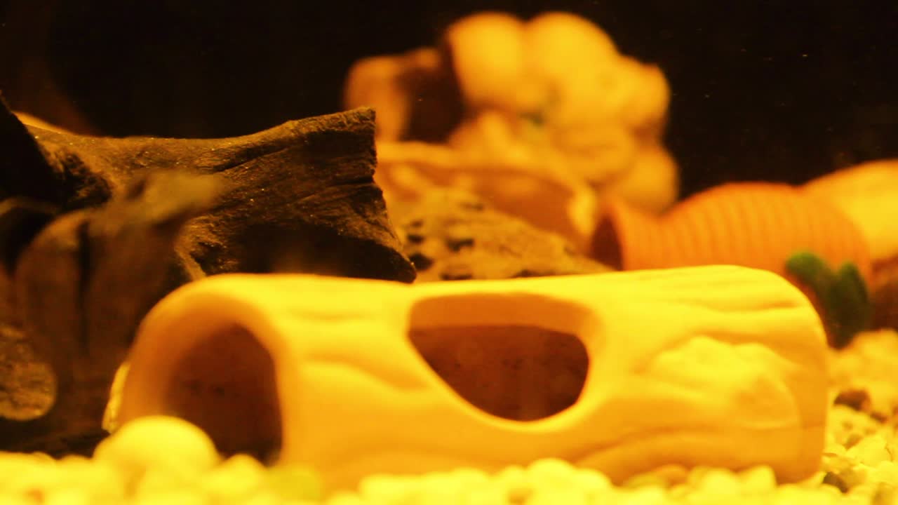 acuario de agua dulce