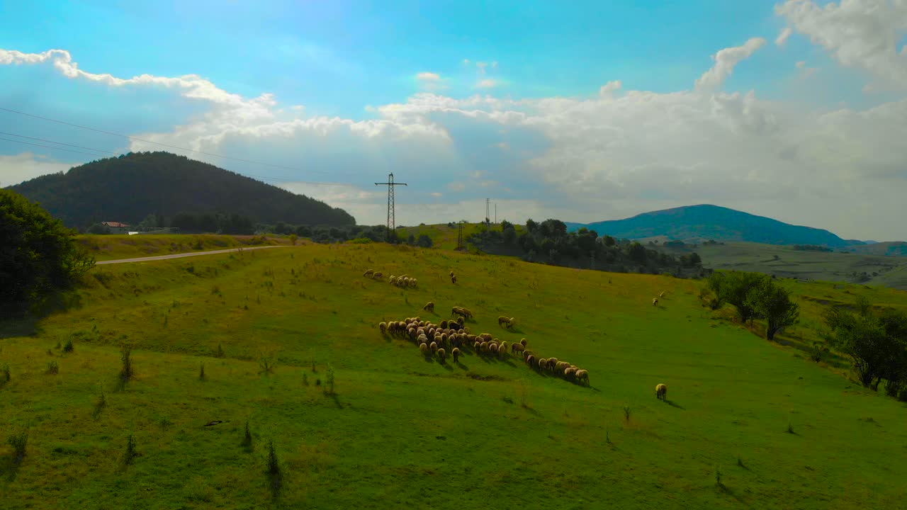양떼를 향해 날아가서 겁먹게 하고 그 위로 날아간다.