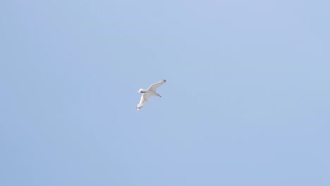 seagull in flight