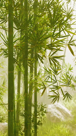 misty bamboo forest