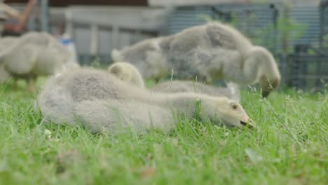 goslings resting plucking green grass. animal, bird, goslings