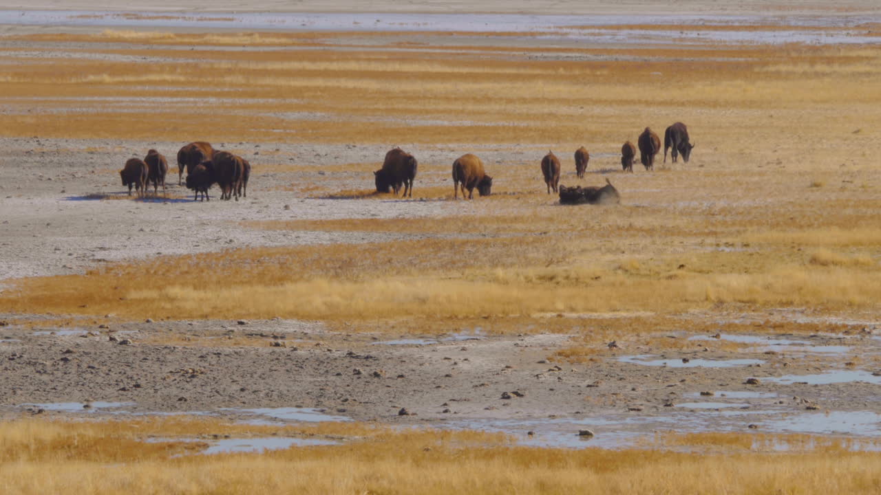 A herd of bison or buffalo walking and rolling on the dirt at the shores of the salt lake in Antelope Island Utah