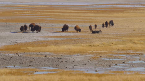 a herd of bison or buffalo walking and rolling on the dirt at the shores of the salt lake in antelope island utah