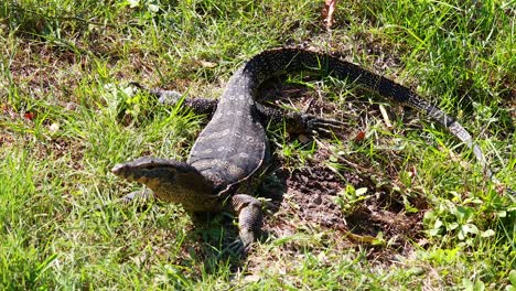 monitor lizard moving through grassy area