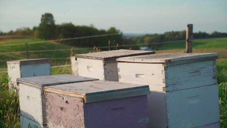 Organically-raised-honey-bees-fly-around-their-hive-in-slow-motion