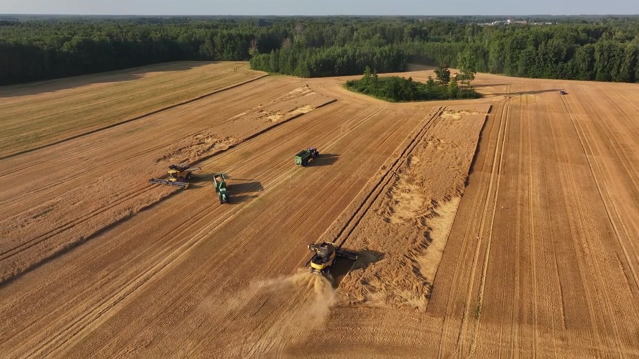 Luftdroneoptagelse af mejetærskere og traktorer, der høster hvede på en stor landbrugsmark i Letland under sommerhøsten.