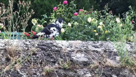 rock pigeon cleaning its feathers on sidewalk with bush of roses