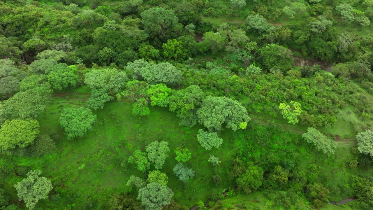 Lush Green Forest Landscape Aerial View
