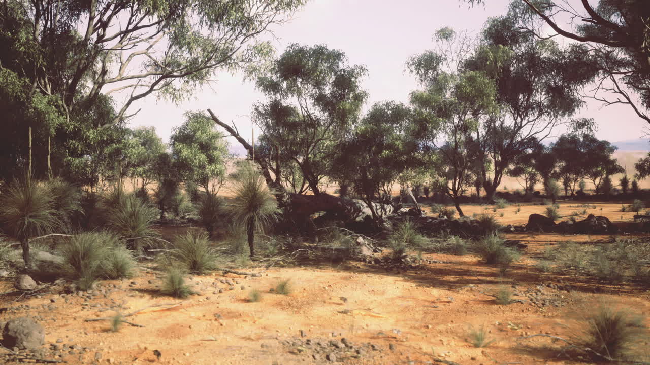 Desert landscape featuring native plants and trees under clear skies