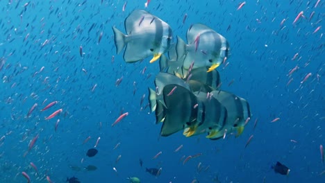 buceo con pez murciélago rodeado de pequeños peces de carnada