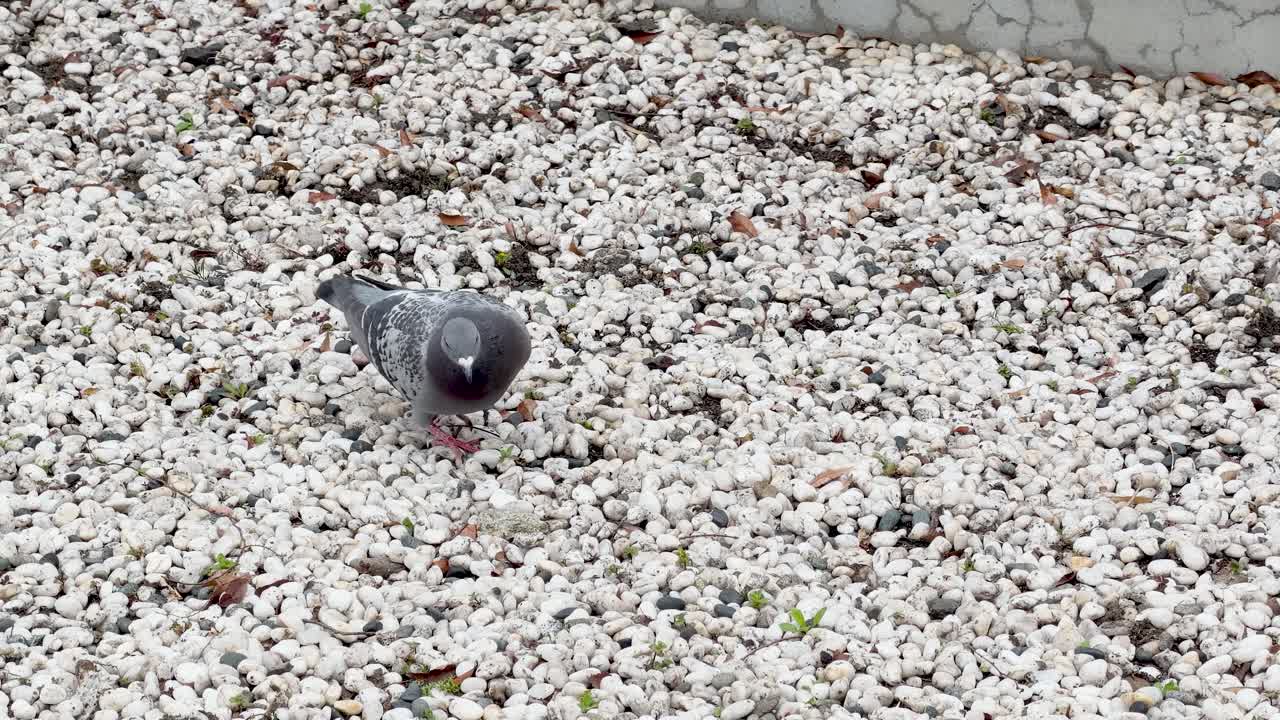 Un singolo colombo di roccia cammina e becchetta in cerca di cibo su ciottoli bianchi alla luce del giorno.