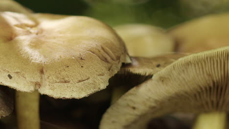 Close-up-shot-of-a-group-of-mushrooms-growing