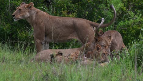 primer plano de un león mayor haciendo guardia mientras los otros cachorros continúan peleando entre sí en tanzania