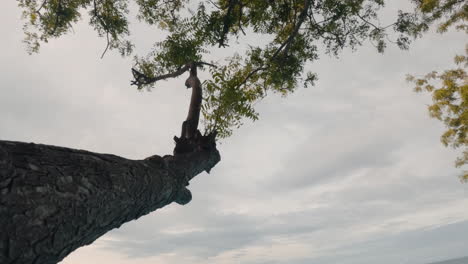 tilt down reveal of women in infinity pool from tree with stunning clean landscape and sunset