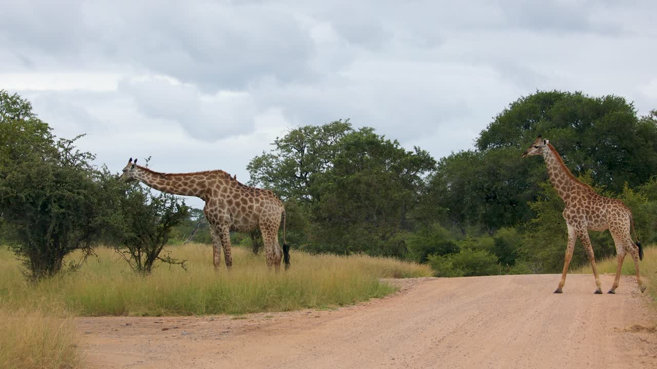 Curious Giraffe Crosses Safari Road and other giraffe Feeds on thorny bush set against cloudy sky in the Kruger National Park, medium wide shot