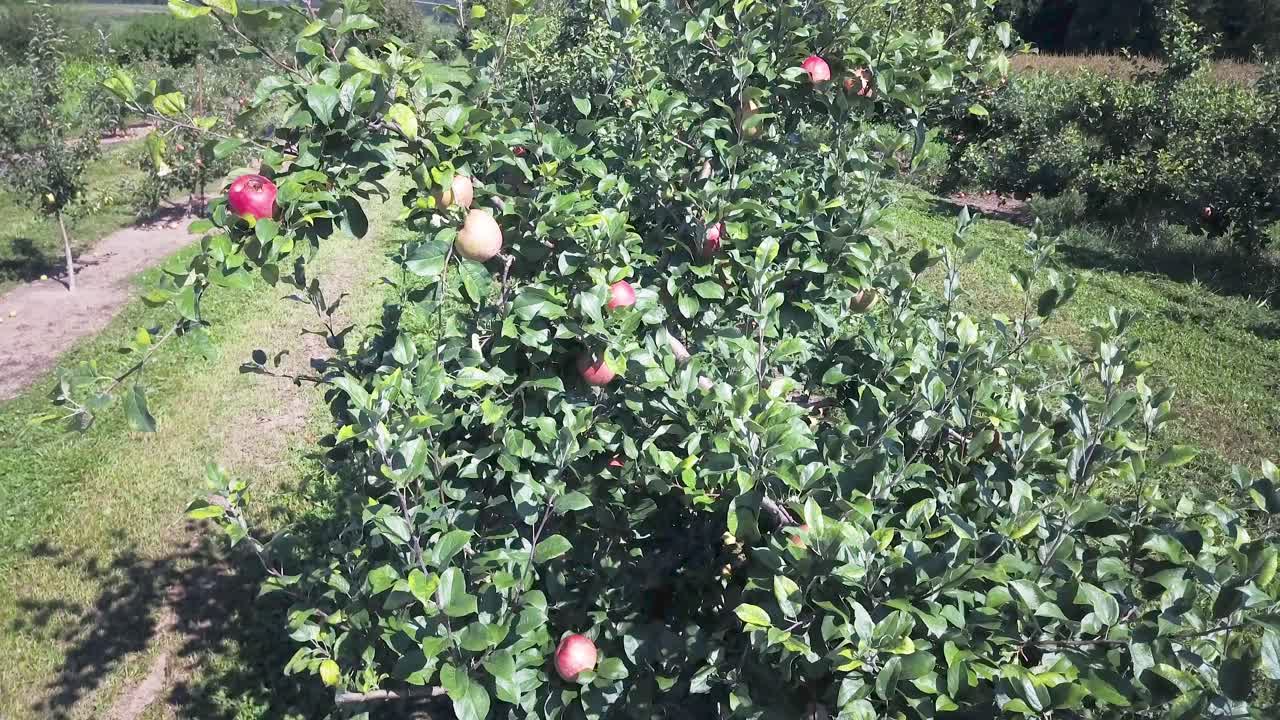 huerto de manzanas con manzanas maduras