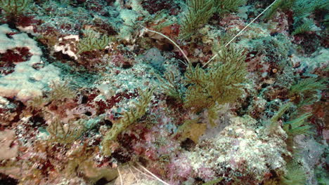underwater shrimp in coral reef