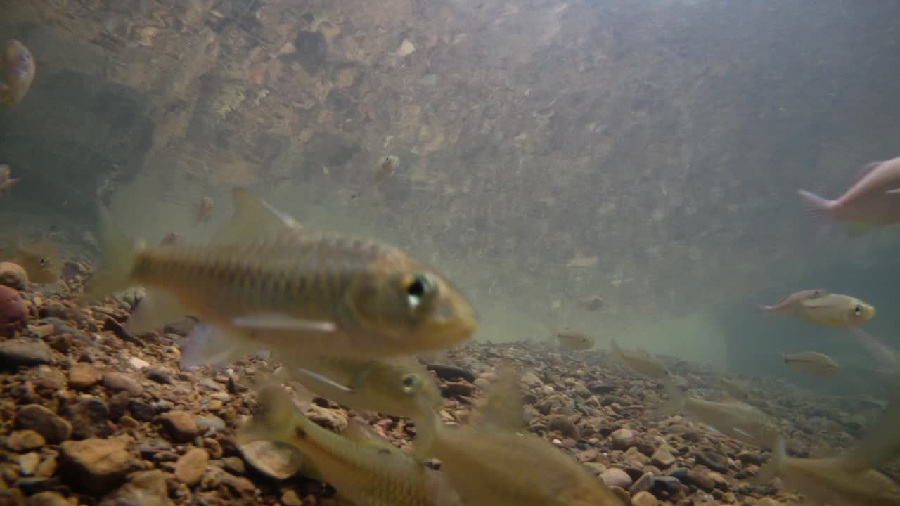 el parque nacional kaeng krachan es el hogar de muchos animales salvajes fantásticos y los arroyos son una fuente de vida de agua dulce para que los animales beban y los peces naden.