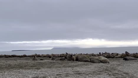 Toma-Manual-De-Morsas-En-La-Playa-Durante-Una-Expedición-Aventurera-A-Través-De-La-Costa-Norte-De-Svalbard,-Noruega,-En-Una-Mañana-Nublada.