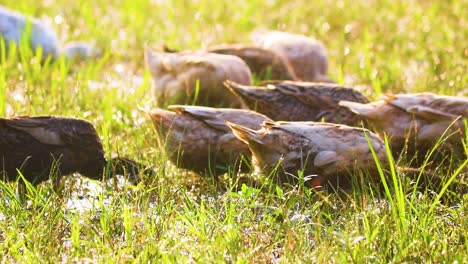 group of ducklings drinking water walking through rice paddy field