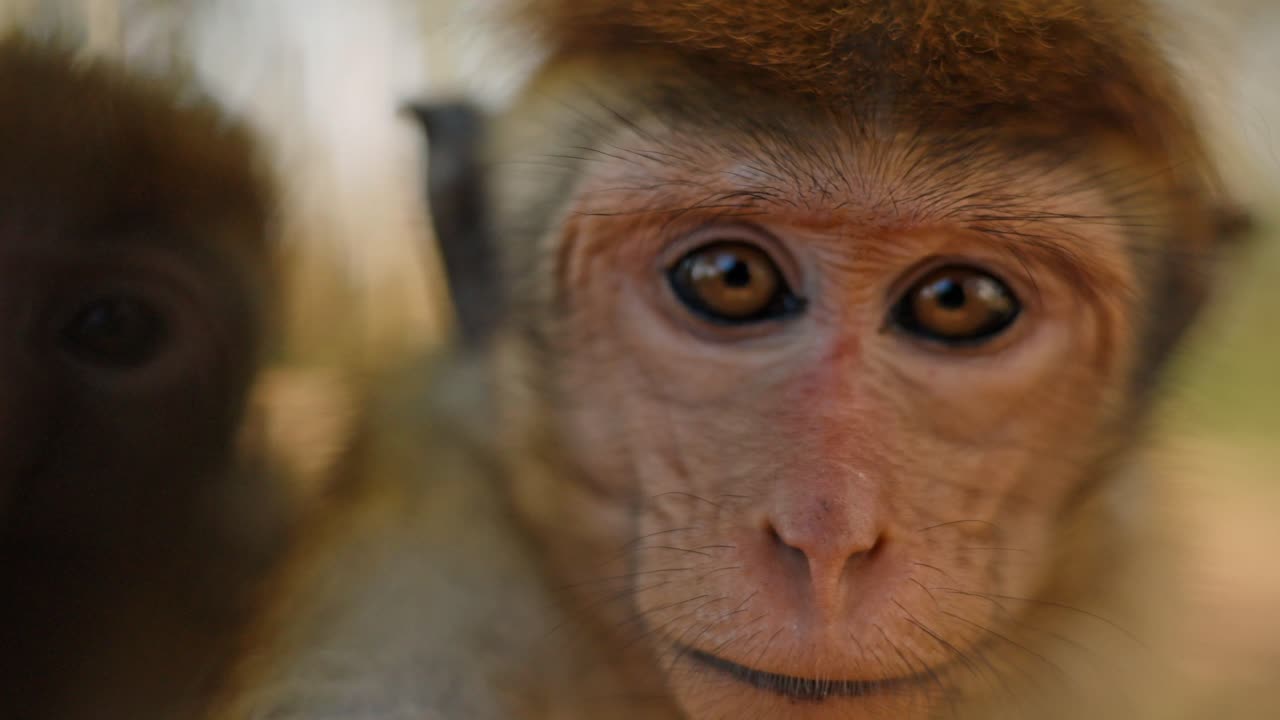 Adorable close-up footage of monkeys in Sri Lanka turning their heads and looking directly into the camera.