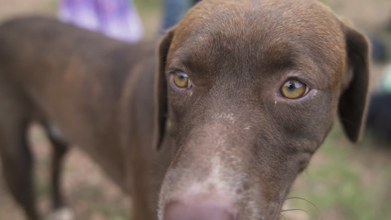 A happy Lab-Pointer mix dog outdoors with a joyful expression, shot in slow motion