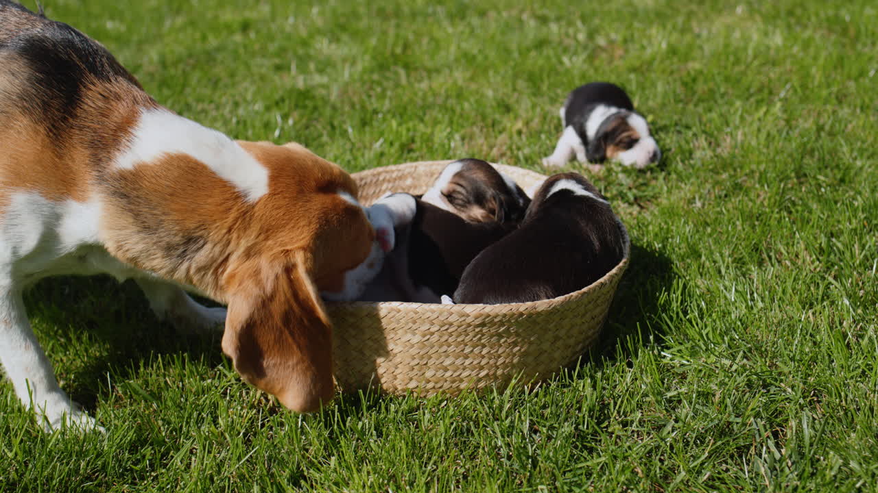 A caring beagle dog licks its puppies.