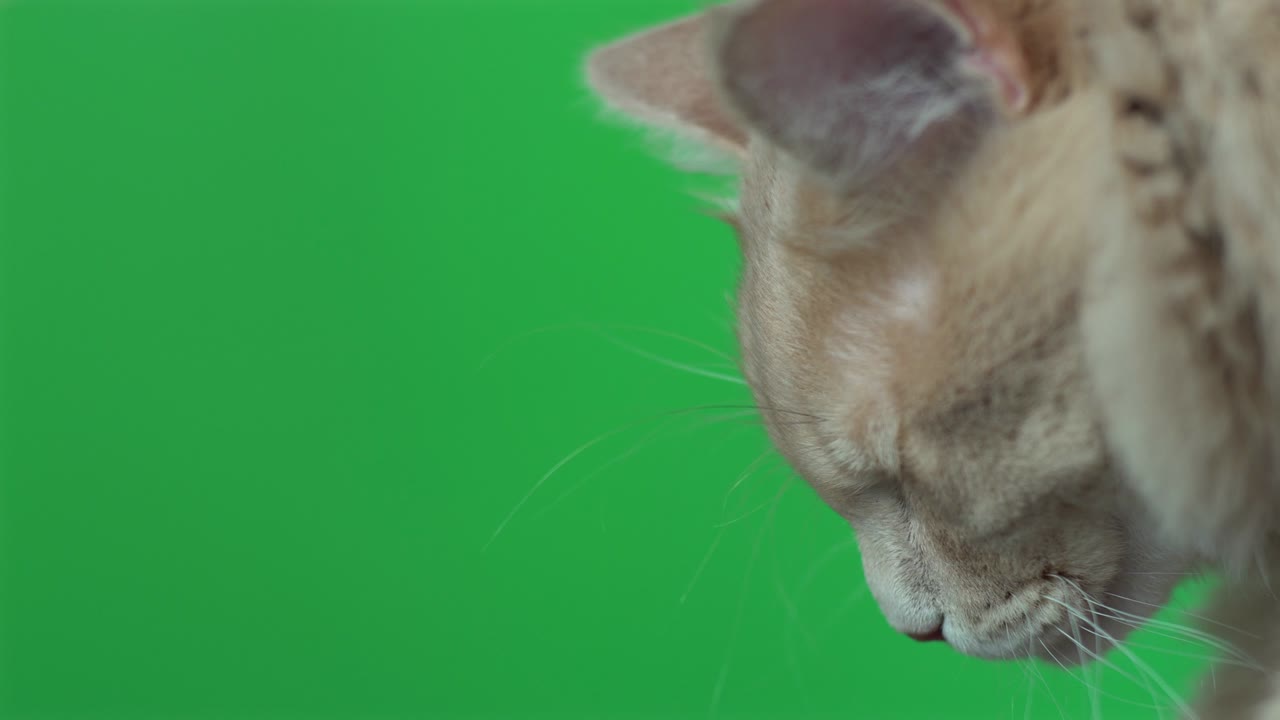 녹색 스크린, 크로마 키를 통해 고양이의 클로즈업 영상